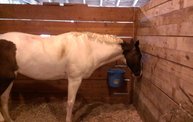 Wisconsin Valley Fair 2012 20