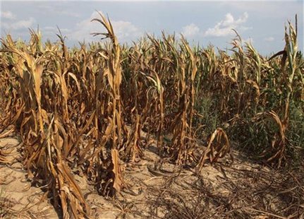 Corn plants struggle to survive on the drought-stricken land of farmer Scott Keach who owns 2500 acre Keach Farm in Henderson, Kentucky, Jul Corn plants struggle to survive on the drought-stricken land of farmer Scott Keach who owns 2500 acre Keach Farm in Henderson, Kentucky, Jul
