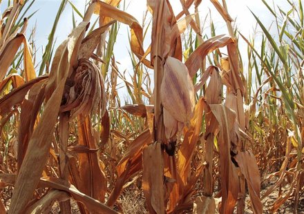 Corn plants are seen in a drought-stricken farm field near Evansville, Indiana, July 18, 2012. Rains over the weekend across most of the Mid Corn plants are seen in a drought-stricken farm field near Evansville, Indiana, July 18, 2012. Rains over the weekend across most of the Mid
