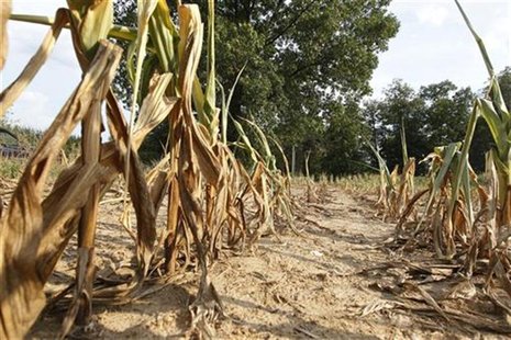 Corn plants struggle to survive on the drought-stricken farm field in Oakland City, Indiana, July 24, 2012. . REUTERS/ John Sommers II Corn plants struggle to survive on the drought-stricken farm field in Oakland City, Indiana, July 24, 2012. . REUTERS/ John Sommers II