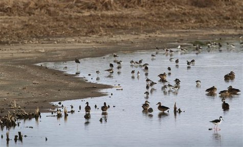 Migrating shore birds feed in one of the few pools that have water at the Quivira National Wildlife Refuge in Hudson, Kansas August 7, 2012. Migrating shore birds feed in one of the few pools that have water at the Quivira National Wildlife Refuge in Hudson, Kansas August 7, 2012.