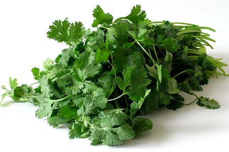 Cilantro Fresh