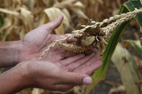 A damaged corn crop in Rice County, in central Kansas August 7, 2012. REUTERS/Jeff Tuttle A damaged corn crop in Rice County, in central Kansas August 7, 2012. REUTERS/Jeff Tuttle