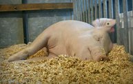 Ben's Wisconsin State Fair Photos 10