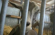 Ben's Wisconsin State Fair Photos 9