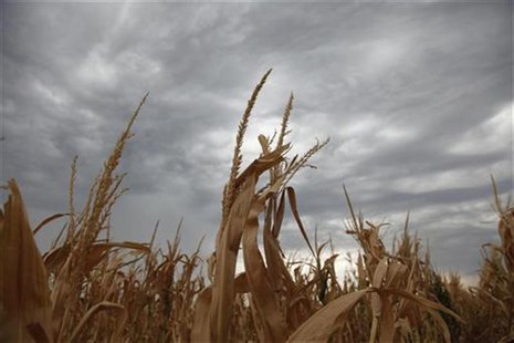A damaged corn crop in Harvey County, in central Kansas August 7, 2012. Rain and cooler temperatures in the drought-stricken U.S. Midwest cr A damaged corn crop in Harvey County, in central Kansas August 7, 2012. Rain and cooler temperatures in the drought-stricken U.S. Midwest cr