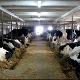 Cows in a large milking barn Cows in a large milking barn