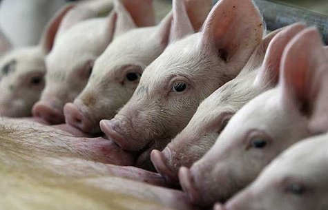 Swine Flu (Reuters) Swine Flu (Reuters)