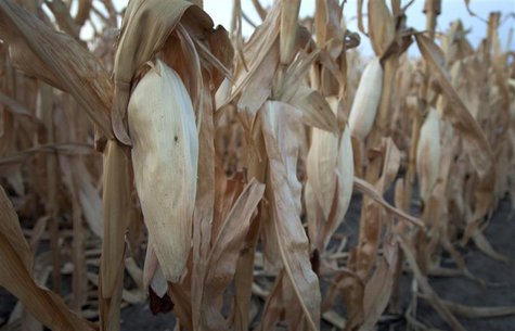 A damaged corn field in Harvey County, in central Kansas August 7, 2012. REUTERS/Jeff Tuttle A damaged corn field in Harvey County, in central Kansas August 7, 2012. REUTERS/Jeff Tuttle