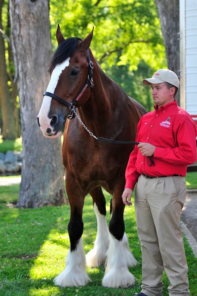 At the Blues Fest..the Budweiser Clydesdales had one of their awesome horses there..so beautiful!