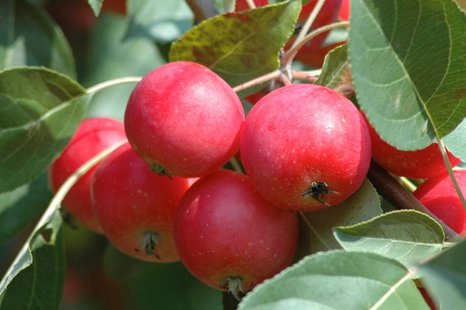 Apples on trees (courtesy of Bayfield.org) Apples on trees (courtesy of Bayfield.org)
