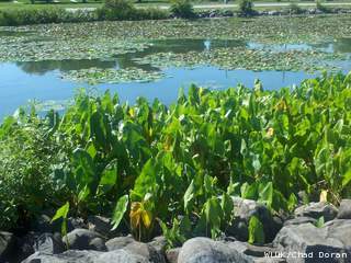 A new five-county coalition is coming together to help improve the quality of the lakes in the Winnebago system. (courtesy of FOX 11). A new five-county coalition is coming together to help improve the quality of the lakes in the Winnebago system. (courtesy of FOX 11).