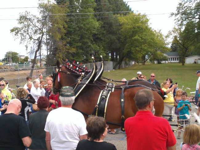 Budweiser Clydesdales