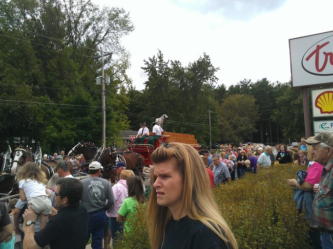 Budweiser Clydesdales