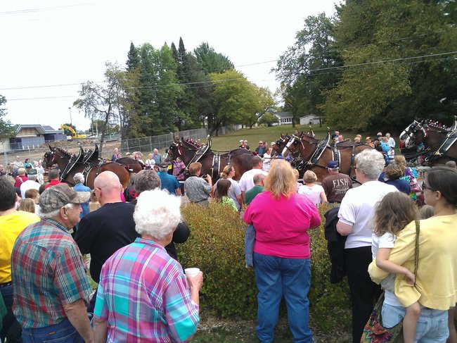 Budweiser Clydesdales
