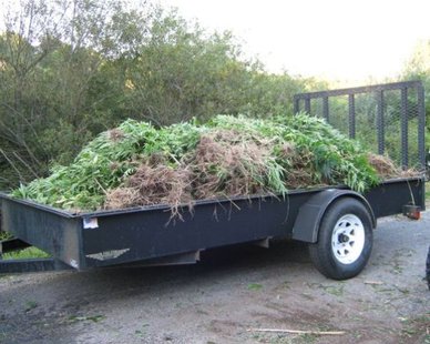 Some of the marijuana plants seized during a raid near Covert on Aug. 28, 2012 (photo courtesy Van Buren County Sheriff's Dept.) Some of the marijuana plants seized during a raid near Covert on Aug. 28, 2012 (photo courtesy Van Buren County Sheriff's Dept.)