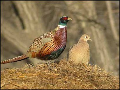 Pheasant Pair Pheasant Pair