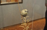 Birds in Art 2012 at the Woodson Art Museum 12