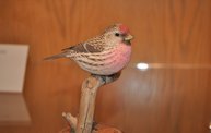 Birds in Art 2012 at the Woodson Art Museum 24