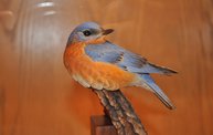 Birds in Art 2012 at the Woodson Art Museum: Cover Image