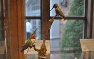 Birds in Art 2012 at the Woodson Art Museum 22