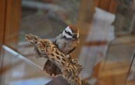 Birds in Art 2012 at the Woodson Art Museum 2