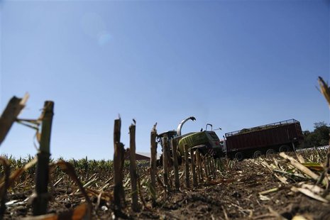 Corn harvesters chop malnourished corn due to extreme heat and drought at Sunburst Dairy in Belleville, Wisconsin September 6, 2012. REUTERS Corn harvesters chop malnourished corn due to extreme heat and drought at Sunburst Dairy in Belleville, Wisconsin September 6, 2012. REUTERS