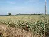 Branch County drought conditions Branch County drought conditions