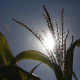 A corn stalk is seen under the noon sun at Sunburst Dairy, as owner Brian Brown hired workers from Doerfer Bros Inc. to harvest the corn at A corn stalk is seen under the noon sun at Sunburst Dairy, as owner Brian Brown hired workers from Doerfer Bros Inc. to harvest the corn at