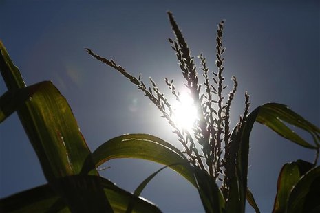 A corn stalk is seen under the noon sun at Sunburst Dairy, as owner Brian Brown hired workers from Doerfer Bros Inc. to harvest the corn at A corn stalk is seen under the noon sun at Sunburst Dairy, as owner Brian Brown hired workers from Doerfer Bros Inc. to harvest the corn at