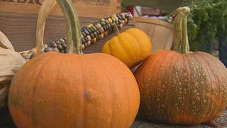 Pumpkins and gourds adorn a booth at the Harvest Moon Festival in Sturgeon Bay on Saturday, September 22nd, 2012. (courtesy of FOX 11). Pumpkins and gourds adorn a booth at the Harvest Moon Festival in Sturgeon Bay on Saturday, September 22nd, 2012. (courtesy of FOX 11).