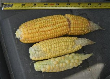 Drought-damaged ears of corn in varying degrees of development are seen on a farm near Georgetown, Illinois July 24, 2012. REUTERS/Karl Plum Drought-damaged ears of corn in varying degrees of development are seen on a farm near Georgetown, Illinois July 24, 2012. REUTERS/Karl Plum
