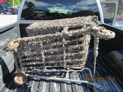 Zebra Mussel Encrusted Shopping Cart Zebra Mussel Encrusted Shopping Cart