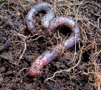 earthworm earthworm
