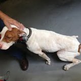One of two dogs rescued from Van Buren County home.