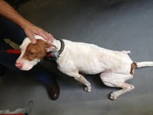 One of two dogs rescued from Van Buren County home. One of two dogs rescued from Van Buren County home.