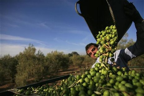 A worker empties out olives from a basket at an olive tree field in La Rinconada, near the Andalusian capital of Seville September 24, 2012. A worker empties out olives from a basket at an olive tree field in La Rinconada, near the Andalusian capital of Seville September 24, 2012.
