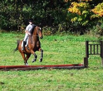 Photo of missing show horse "Hondo" (photo courtesy Susan Canole) Photo of missing show horse "Hondo" (photo courtesy Susan Canole)