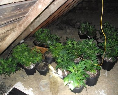 Some of the 30 marijuana plants seized in a raid of a Lawton home by Van Buren County Sheriff's Deputies and Lawton Police on Oct. 1, 2012. (photo courtesy Van Buren Co. Sheriff's Dept.) Some of the 30 marijuana plants seized in a raid of a Lawton home by Van Buren County Sheriff's Deputies and Lawton Police on Oct. 1, 2012. (photo courtesy Van Buren Co. Sheriff's Dept.)
