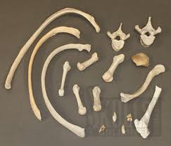human bones human bones