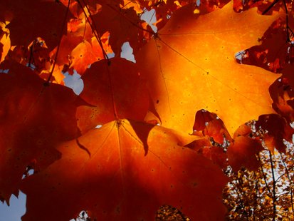 leaves leaves