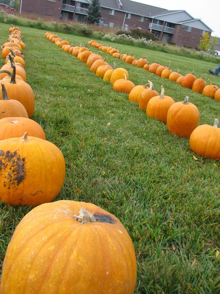 Maino and the Wisconsin Desert Vets sell pumpkins and raise money to send Halloween treats to troops