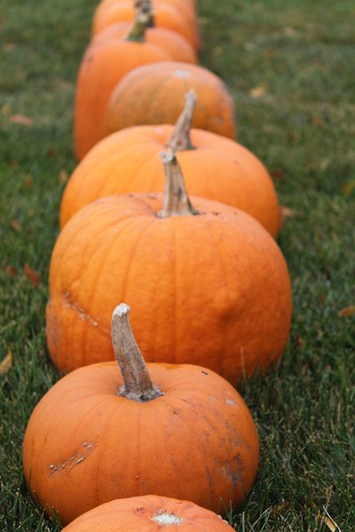 Maino and the Wisconsin Desert Vets sell pumpkins and raise money to send Halloween treats to troops