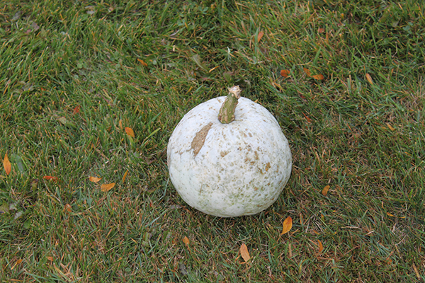Maino and the Wisconsin Desert Vets sell pumpkins and raise money to send Halloween treats to troops. Here's an albino pumpkin.