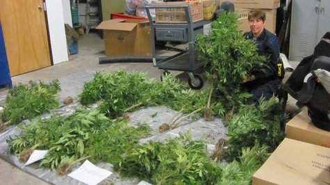State police Seize plants State police Seize plants