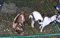 Harvest Fest 2012 19