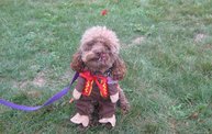 Q106 at C.A.H.S. Run & Walk For Animals (10-6-12): Cover Image