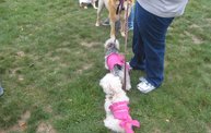 Q106 at C.A.H.S. Run & Walk For Animals (10-6-12) 11