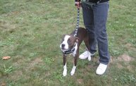 Q106 at C.A.H.S. Run & Walk For Animals (10-6-12) 10