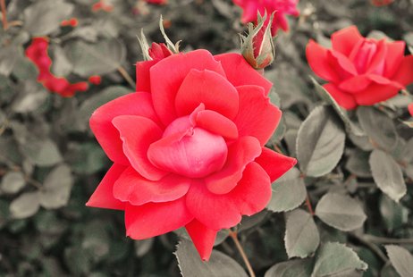 rose bush rose bush